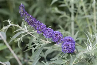 Buddleja davidii 'Nanho Blue' - Sommerflieder 'Nanho Blue' Buddleja davidii 'Nanho Blue' - Sommerflieder 'Nanho Blue'