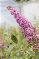 Buddleja davidii - Sommerflieder Buddleja davidii - Sommerflieder
