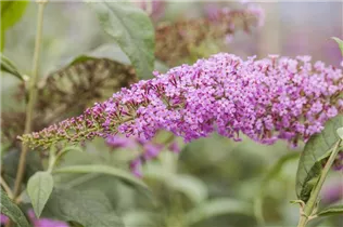 Buddleja davidii - Sommerflieder Buddleja davidii - Sommerflieder