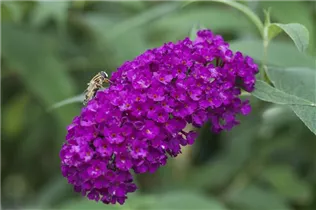 Buddleja davidii - Sommerflieder Buddleja davidii - Sommerflieder