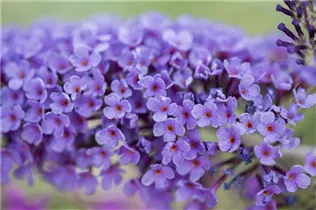 Buddleja davidii - Sommerflieder Buddleja davidii - Sommerflieder