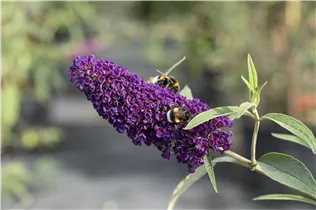 Buddleja davidii 'Black Knight' - Sommerflieder 'Black Knight'
