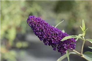 Buddleja davidii 'Black Knight' - Sommerflieder 'Black Knight'