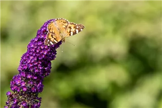 Buddleja davidii 'Black Knight' - Sommerflieder 'Black Knight'