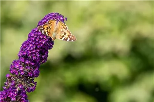 Buddleja davidii 'Black Knight' - Sommerflieder 'Black Knight'