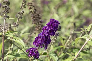 Buddleja davidii 'Black Knight' - Sommerflieder 'Black Knight'