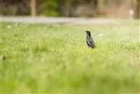 - Von der Schule in den Garten – wo Rollrasen herkommt  - Von der Schule in den Garten – wo Rollrasen herkommt