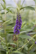 Buddleja davidii 'Empire Blue' - Sommerflieder 'Empire Blue'