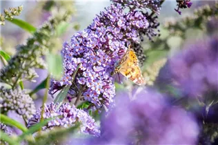 Buddleja davidii 'Empire Blue' - Sommerflieder 'Empire Blue'