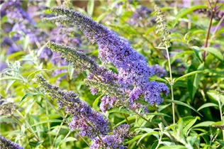 Buddleja davidii 'Empire Blue' - Sommerflieder 'Empire Blue'