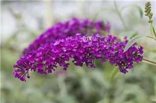 Buddleja davidii 'Royal Red' - Sommerflieder 'Royal Red'