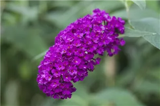 Buddleja davidii 'Royal Red' - Sommerflieder 'Royal Red'
