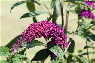 Buddleja davidii 'Royal Red' - Sommerflieder 'Royal Red'