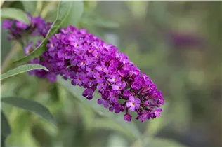 Buddleja davidii 'Royal Red' - Sommerflieder 'Royal Red'