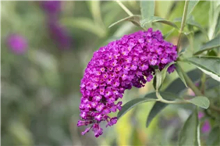Buddleja davidii 'Royal Red' - Sommerflieder 'Royal Red'