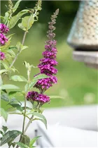 Buddleja davidii 'Summer Kids'® - Buddleja davidii 'Summer Kids'®