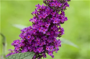 Buddleja davidii 'Summer Kids'® - Buddleja davidii 'Summer Kids'®
