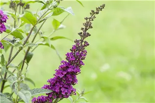 Buddleja davidii 'Summer Kids'® - Buddleja davidii 'Summer Kids'®