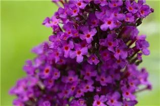 Buddleja davidii 'Summer Kids'® - Buddleja davidii 'Summer Kids'®