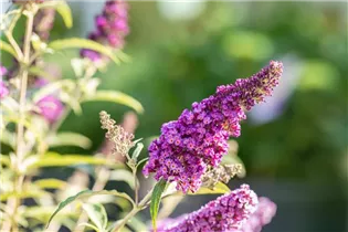 Buddleja davidii 'Summer Kids'® - Buddleja davidii 'Summer Kids'®