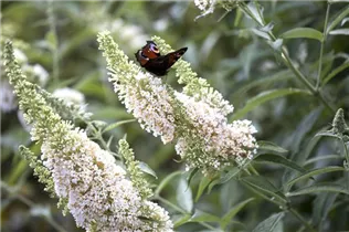 Buddleja davidii 'Nanho White' - Sommerflieder 'Nanho White'