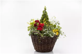 Buxus sempervirens - Hoher Buchsbaum