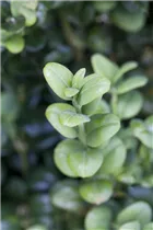 Buxus sempervirens - Hoher Buchsbaum