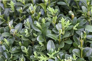 Buxus sempervirens - Hoher Buchsbaum