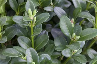Buxus sempervirens - Hoher Buchsbaum