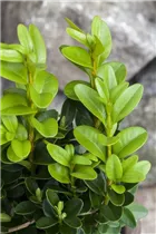 Buxus sempervirens - Hoher Buchsbaum
