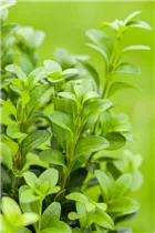 Buxus sempervirens - Hoher Buchsbaum