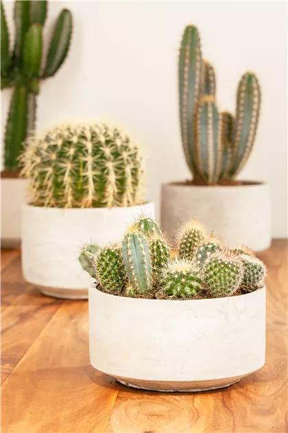 Kakteen, Cactus