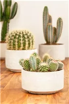 Cactus - Kakteen Cactus - Kakteen
