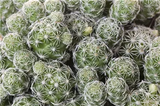 Cactus - Kakteen Cactus - Kakteen