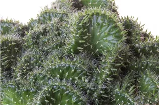 Cactus - Kakteen Cactus - Kakteen