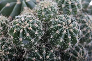 Cactus - Kakteen Cactus - Kakteen