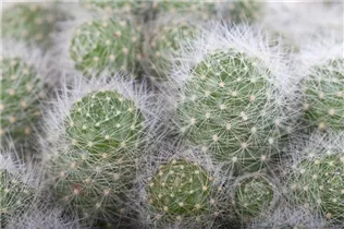 Cactus - Kakteen Cactus - Kakteen