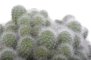 Cactus - Kakteen Cactus - Kakteen