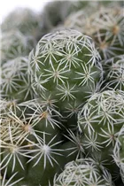 Cactus - Kakteen Cactus - Kakteen