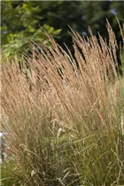 Calamagrostis x acutiflora 'Karl Foerster' - Garten-Reitgras 'Karl Foerster' Calamagrostis x acutiflora 'Karl Foerster' - Garten-Reitgras 'Karl Foerster'