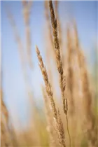 Calamagrostis x acutiflora 'Karl Foerster' - Garten-Reitgras 'Karl Foerster' Calamagrostis x acutiflora 'Karl Foerster' - Garten-Reitgras 'Karl Foerster'