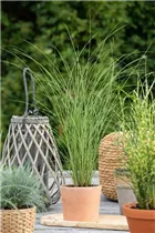 Calamagrostis x acutiflora - Garten-Reitgras Calamagrostis x acutiflora - Garten-Reitgras