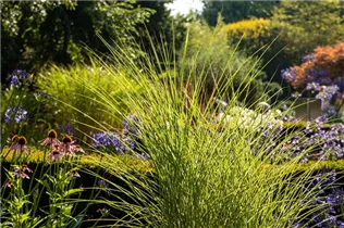Calamagrostis x acutiflora - Garten-Reitgras Calamagrostis x acutiflora - Garten-Reitgras
