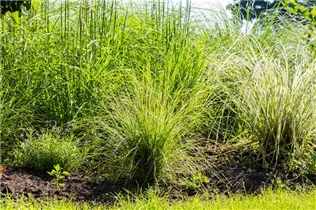 Calamagrostis x acutiflora - Garten-Reitgras Calamagrostis x acutiflora - Garten-Reitgras