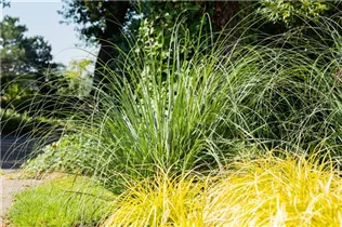 Calamagrostis x acutiflora - Garten-Reitgras Calamagrostis x acutiflora - Garten-Reitgras