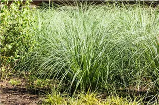 Calamagrostis x acutiflora - Garten-Reitgras Calamagrostis x acutiflora - Garten-Reitgras
