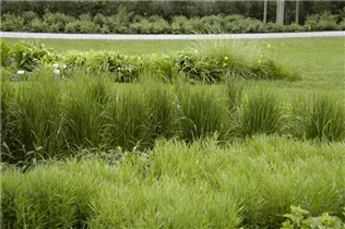 Calamagrostis x acutiflora 'Karl Foerster' - Garten-Reitgras 'Karl Foerster' Calamagrostis x acutiflora 'Karl Foerster' - Garten-Reitgras 'Karl Foerster'