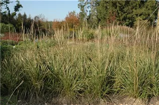 Calamagrostis x acutiflora 'Karl Foerster' - Garten-Reitgras 'Karl Foerster' Calamagrostis x acutiflora 'Karl Foerster' - Garten-Reitgras 'Karl Foerster'