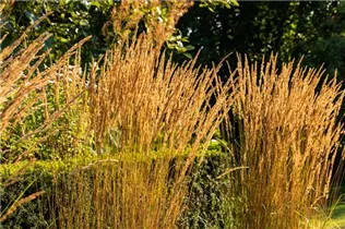 Calamagrostis x acutiflora 'Karl Foerster' - Garten-Reitgras 'Karl Foerster' Calamagrostis x acutiflora 'Karl Foerster' - Garten-Reitgras 'Karl Foerster'