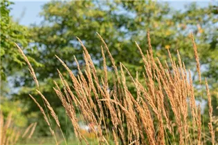 Calamagrostis x acutiflora 'Karl Foerster' - Garten-Reitgras 'Karl Foerster' Calamagrostis x acutiflora 'Karl Foerster' - Garten-Reitgras 'Karl Foerster'